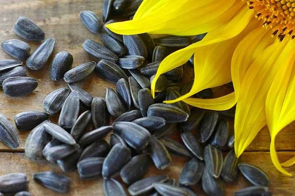 تصویر 2 از خرید تخمه آفتابگردان تازه + قیمت فروش استثنایی